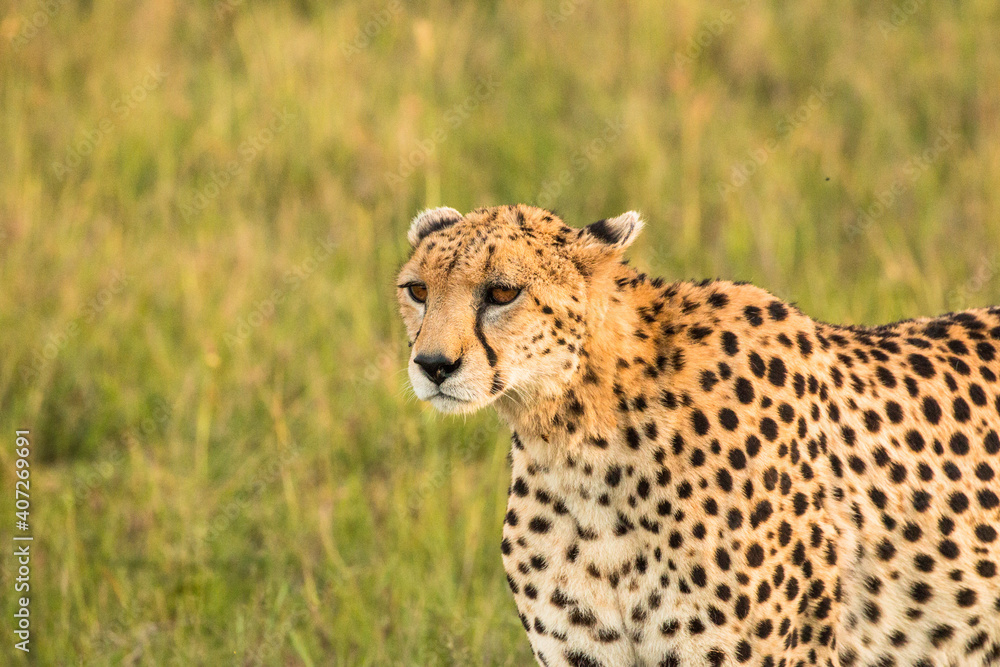 cheetah in the savannah during sunset looking for prey cheetah in the savannah during sunset looking for prey