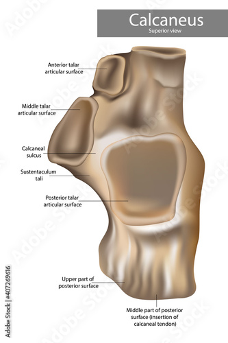 Calcaneus Anatomy. alcaneus or calcaneum, meaning heel or heel bone. Superior view. photo