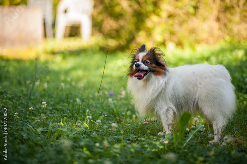 Happy Papillon Dog in the garden with flowers.