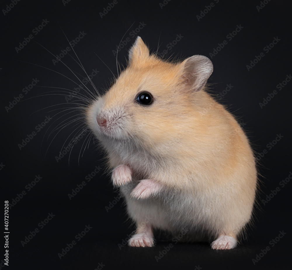 Cute red baby hamster standing on hind paws. Loking side ways beside camera. isolated on black background. Cute red baby hamster standing on hind paws. Loking side ways beside camera. isolated on black background.