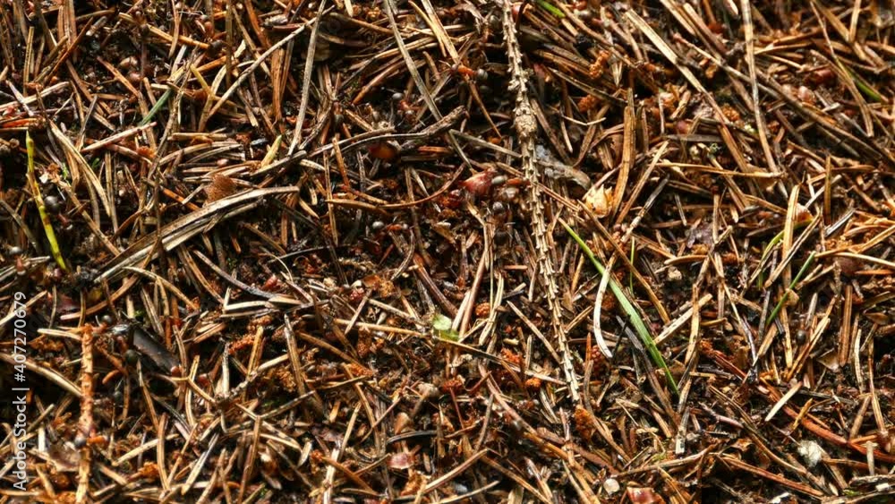 red ants running around the anthill built of pine needles and twigs red ants running around the anthill built of pine needles and twigs