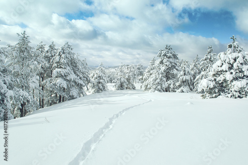 Fototapeta Naklejka Na Ścianę i Meble -  Landscape of winter snow forest trail. Divcibare mountain, Serbia.