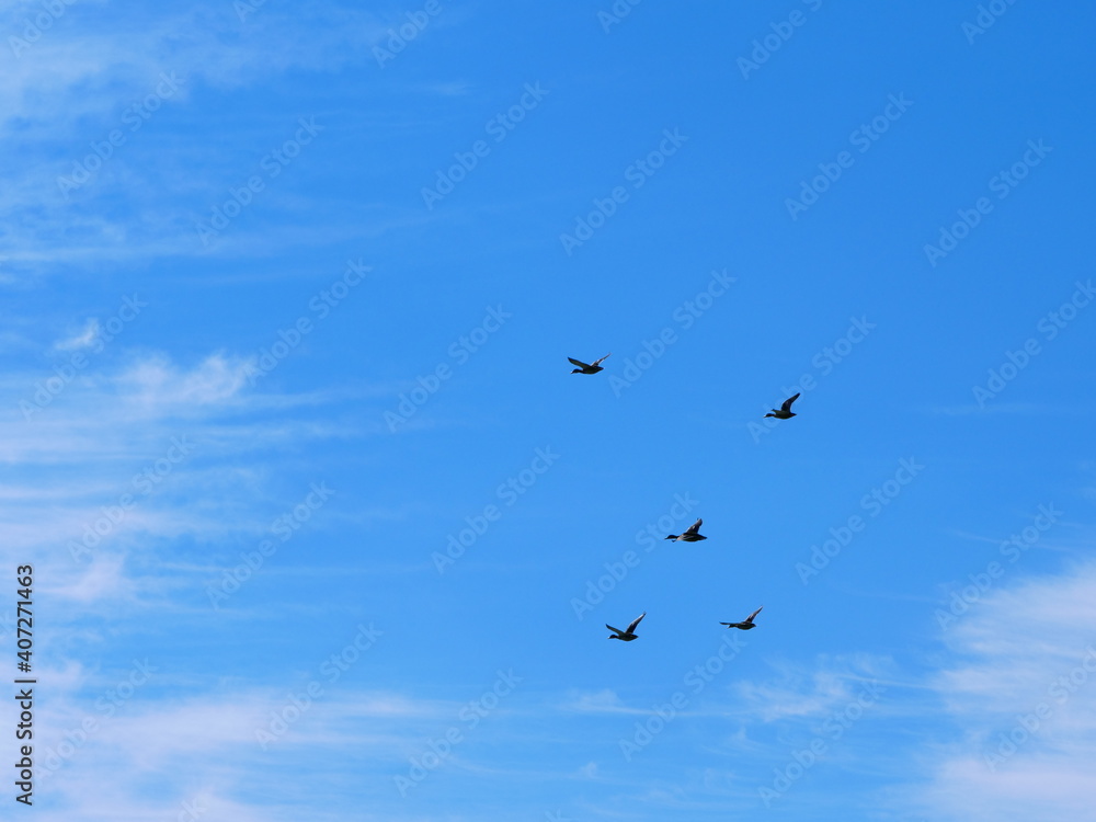 Enten im Flug vor blauem Himmel mit weißen Wolken Enten im Flug vor blauem Himmel mit weißen Wolken