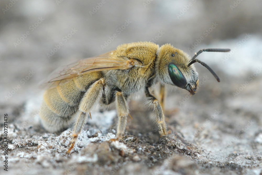 Close up of a white haired furrow bee, Vestitohalictus pollinus Close up of a white haired furrow bee, Vestitohalictus pollinus