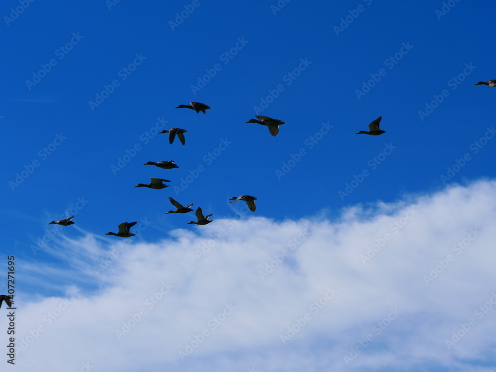 Enten im Flug vor blauem Himmel mit weißen Wolken