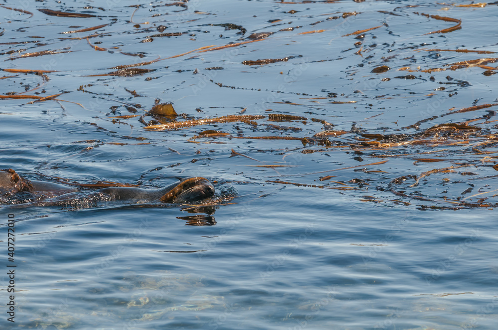 Northern Fur Seal (Callorhinus ursinus) at sea off St. George Island, Pribilof Islands, Alaska, USA Northern Fur Seal (Callorhinus ursinus) at sea off St. George Island, Pribilof Islands, Alaska, USA