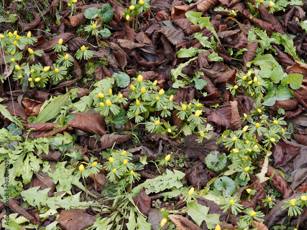 Als eine der ersten Blumen im Jahr, kleinem Gruppen und gelbe Blütenteppiche von Winterlinge, Halb geöffnete (Eranthis hyemalis) Als eine der ersten Blumen im Jahr, kleinem Gruppen und gelbe Blütenteppiche von Winterlinge, Halb geöffnete (Eranthis hyemalis)