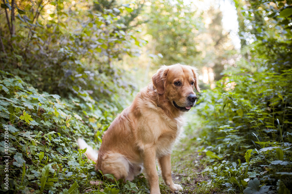Golden Retriever sitting in the forest. Dog in the nature. Dog on a Walk Golden Retriever sitting in the forest. Dog in the nature. Dog on a Walk