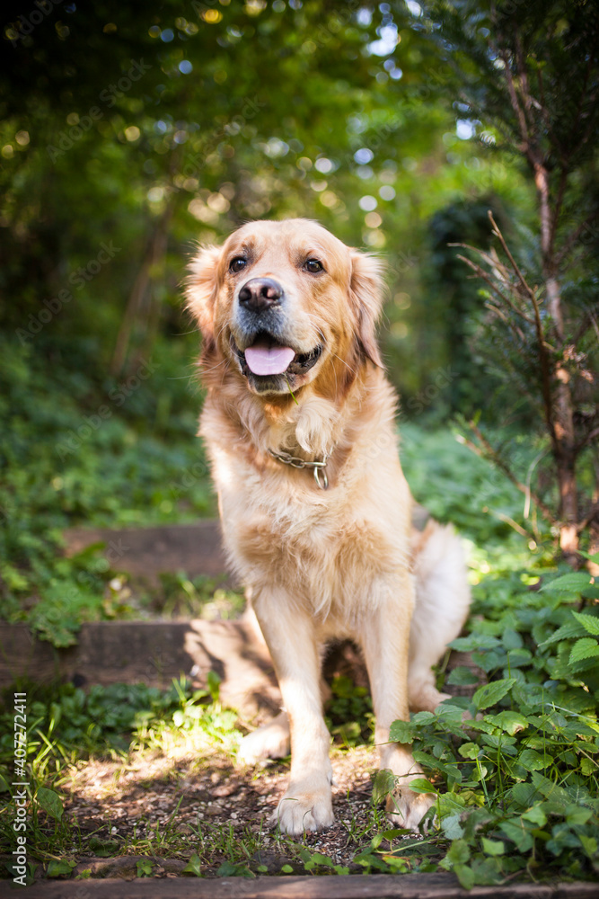 Golden Retriever sitting in the forest. Dog in the nature. Dog on a Walk Golden Retriever sitting in the forest. Dog in the nature. Dog on a Walk