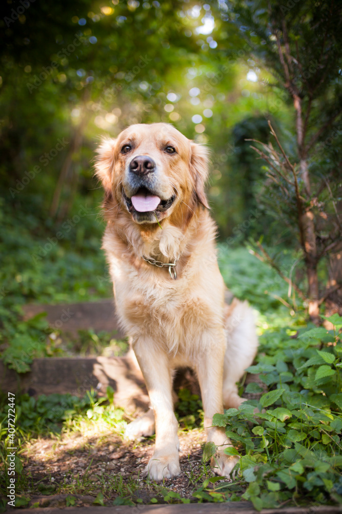 Golden Retriever sitting in the forest. Dog in the nature. Dog on a Walk