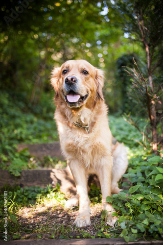 Golden Retriever sitting in the forest. Dog in the nature. Dog on a Walk