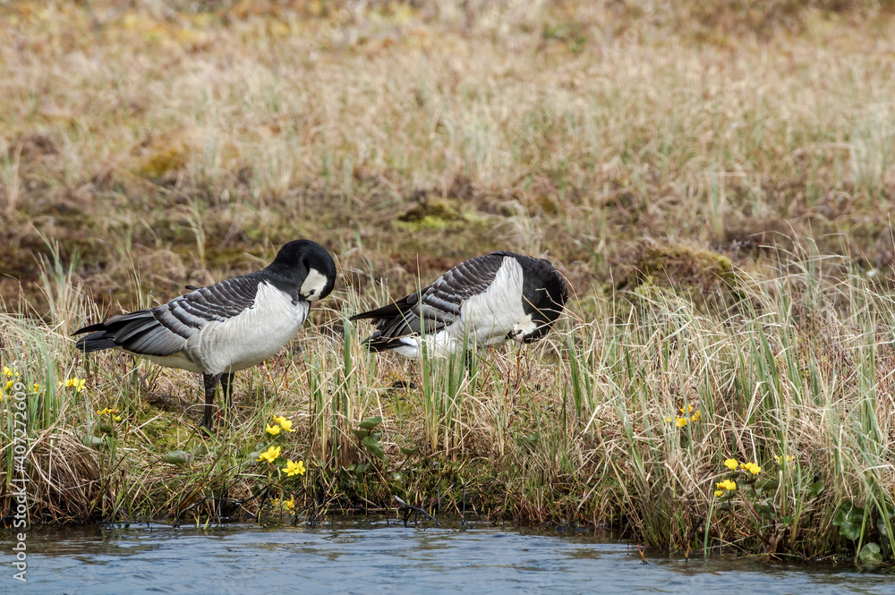 Fototapeta premium Barnacle Geese (Branta leucopsis) at colony in Barents Sea coastal area, Russia