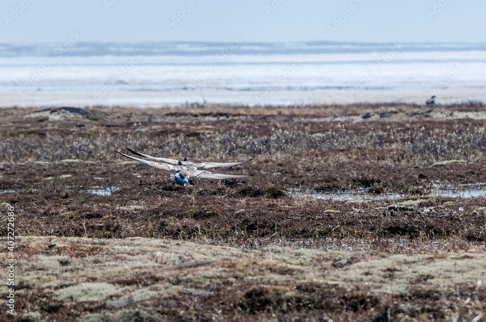 Barnacle Geese (Branta leucopsis) at colony in Barents Sea coastal area, Russia Barnacle Geese (Branta leucopsis) at colony in Barents Sea coastal area, Russia