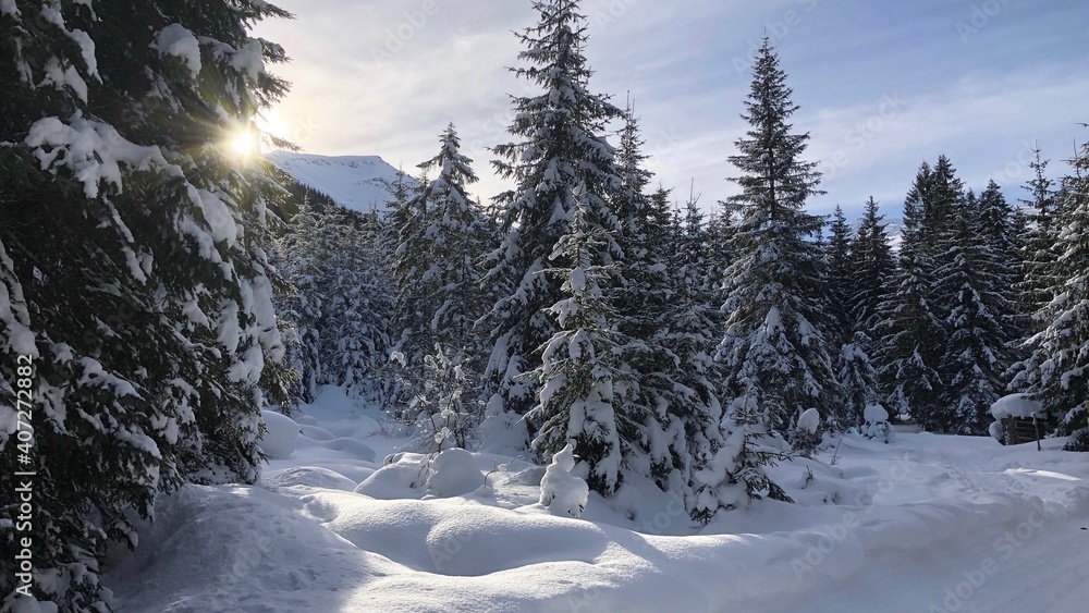 snow covered trees snow covered trees