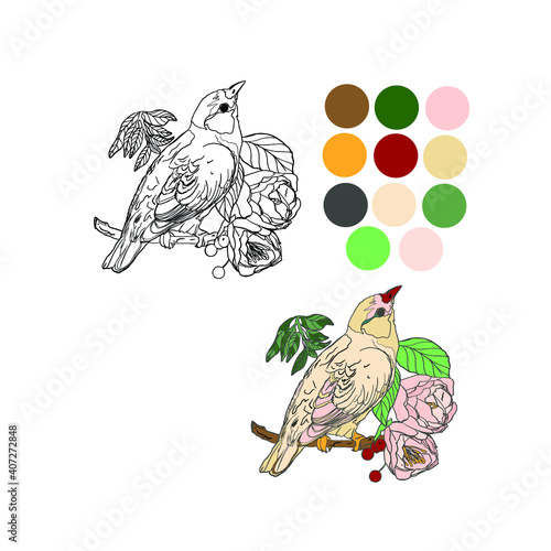 Vector coloring bird of paradise on a branch for a book. The clue with colors. Print for coloring book, logo, line, jungle, tropic, garden