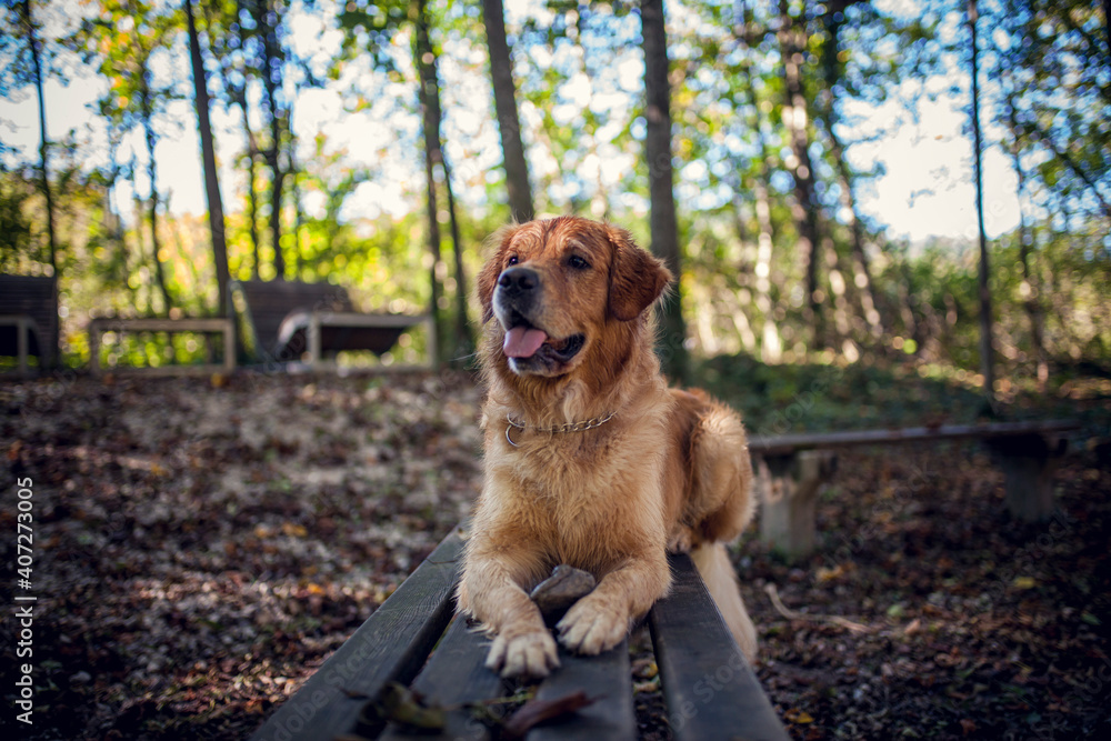 Portrait of an Golden retriever Dog Portrait of an Golden retriever Dog