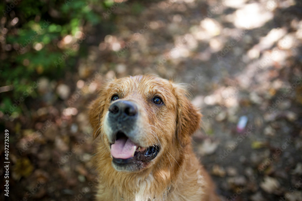 Portrait of an Golden retriever Dog Portrait of an Golden retriever Dog