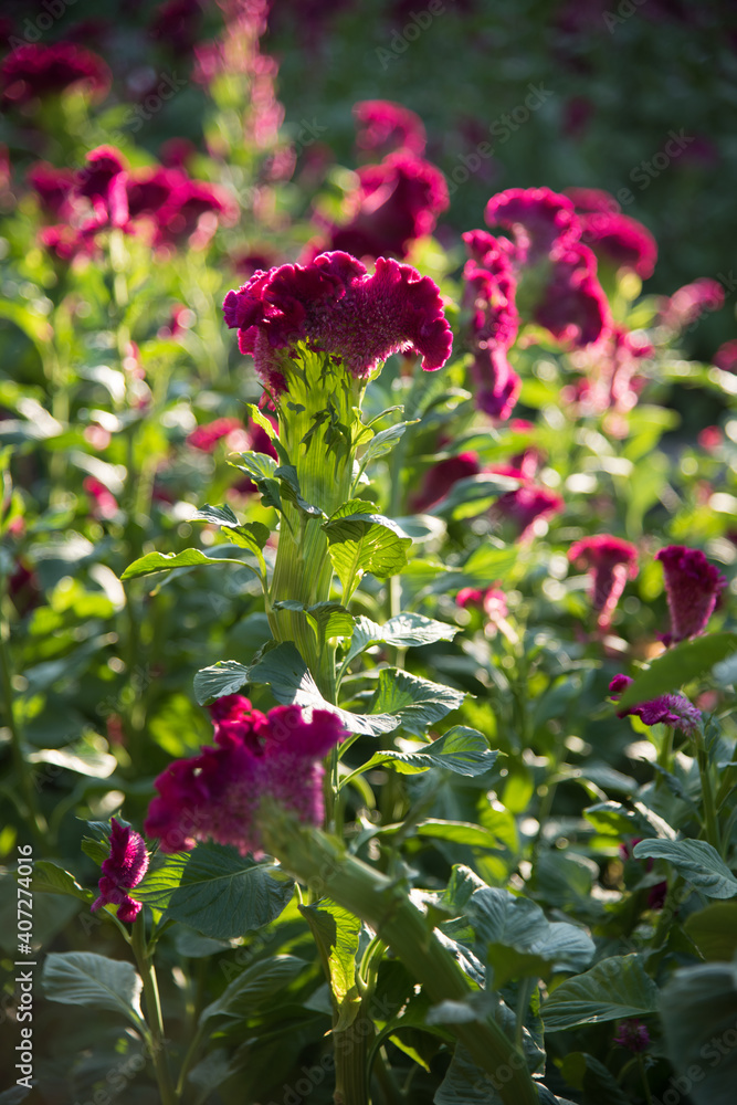 Cockscomb Flower blooms under shiny light