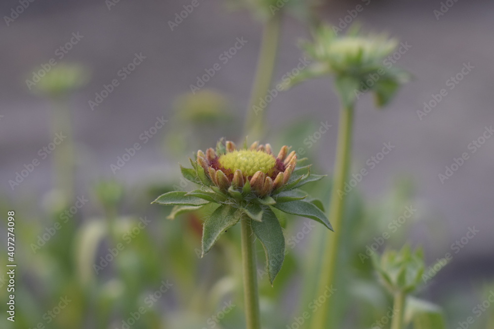 Photo of a green Chrysanthemum flower bud in a closeup shoot, also known as Chandramallika Photo of a green Chrysanthemum flower bud in a closeup shoot, also known as Chandramallika