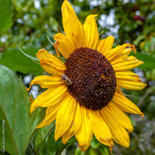 Bright sunflower flower with a bee against a background of slightly blurred greens of bushes and trees on a warm sunny day of early autumn	
