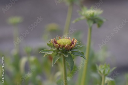 Photo of a green Chrysanthemum flower bud in a closeup shoot, also known as Chandramallika