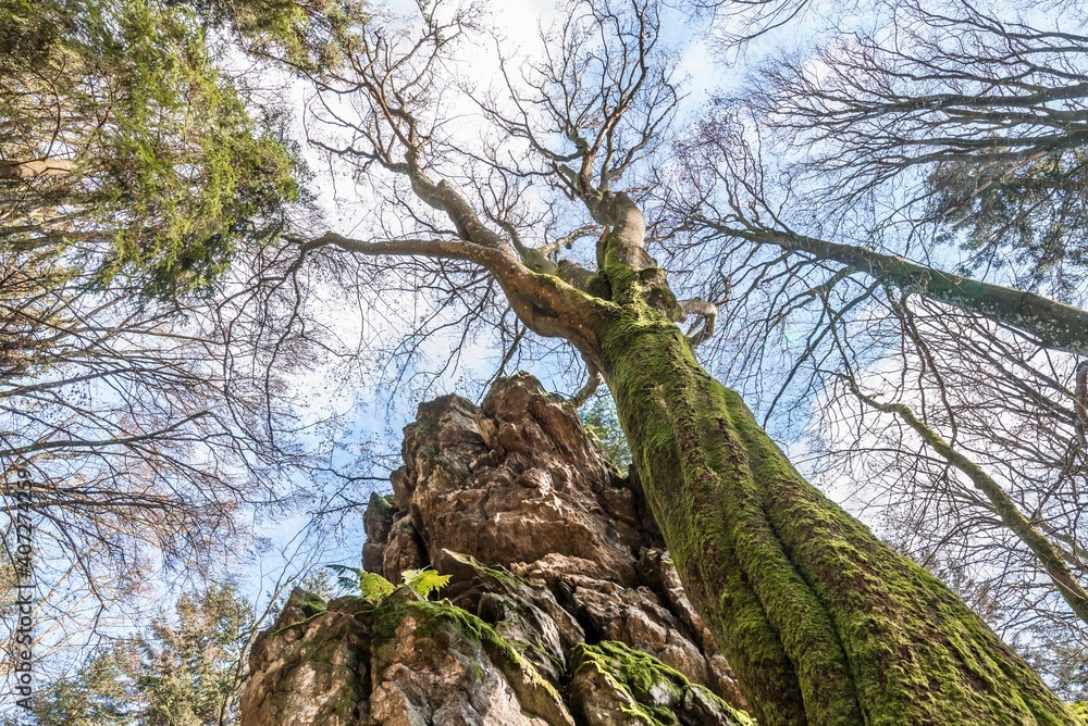 alter-verdreht-gewachsener-baum-ohne-laub-an-einem-stein-felsen-berg