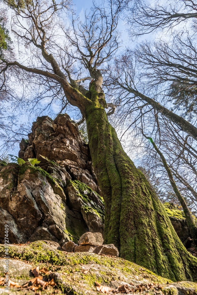 Alter verdreht gewachsener Baum ohne Laub an einem Stein Felsen Berg mit Perspektive von unten nach oben der mysteriös Aussieht in einem Wald im bayerischen Wald, Deutschland