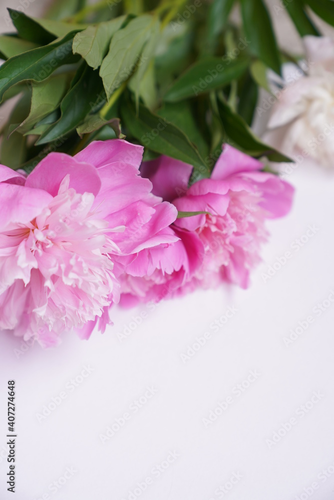 Bouquet of fresh pink and white peonies on a grey background