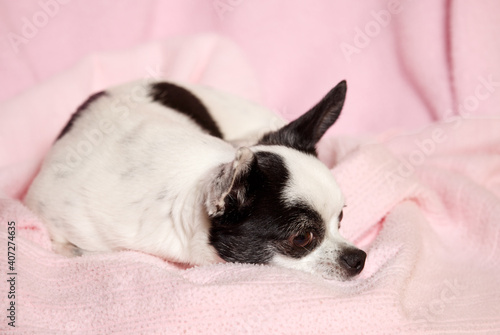 Female black and white Chihuahua dog surrounded by a pink blanket © lindahughes