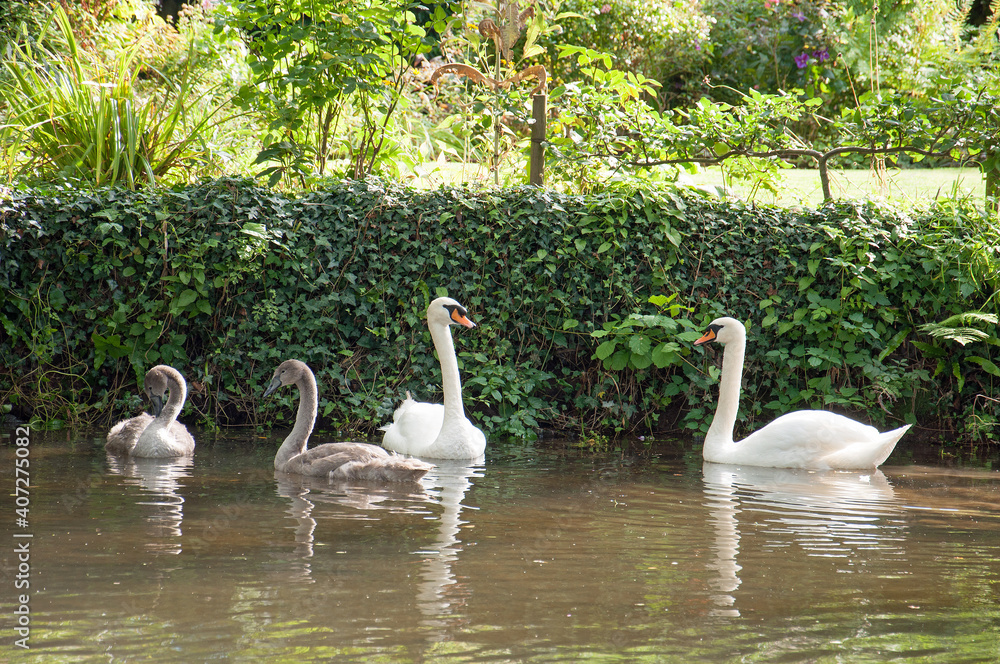 Obraz premium Swans swimming on a lake