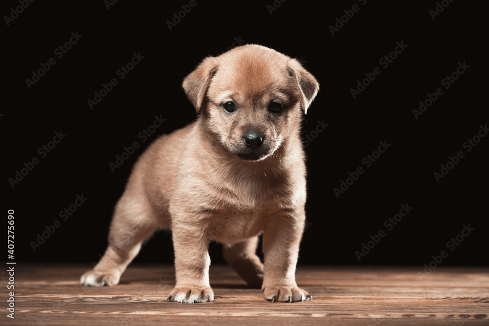 Cute puppy on a wooden table. Studio photo on a black background. Horizontally framed shot.