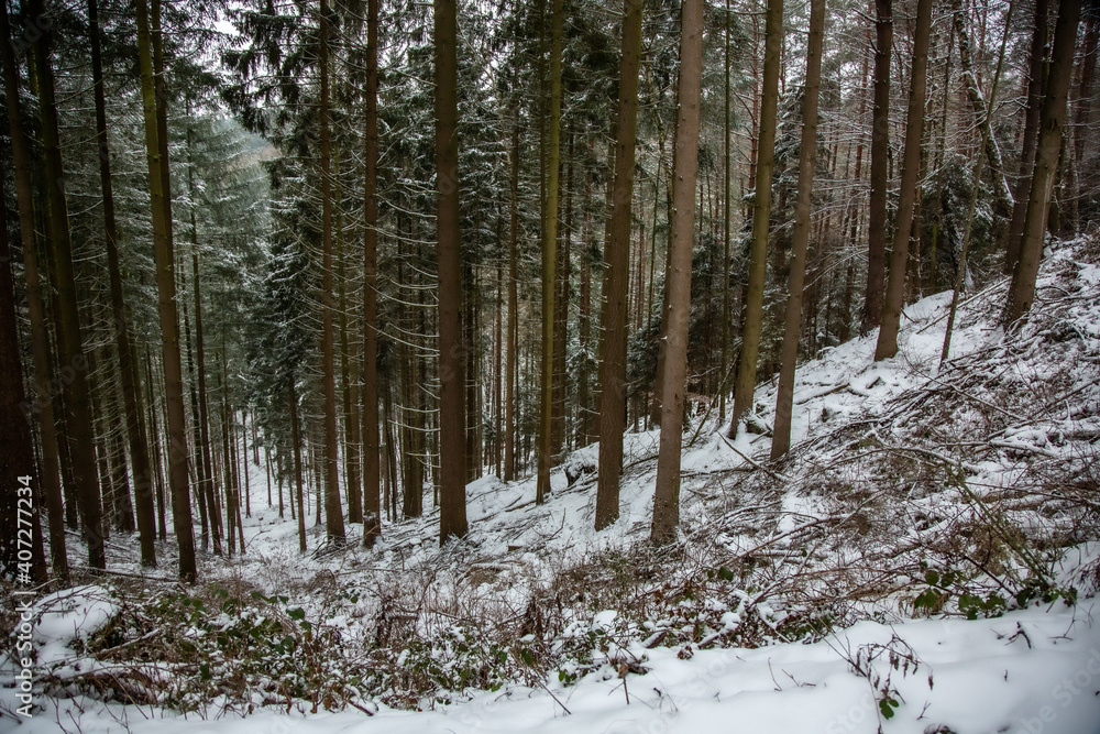 Fototapeta premium Winterwanderung am Gelterswoog, im Schnee, Kaiserslautern, Hohenecken, Strandbad, Wald , Naherholungsgebiet