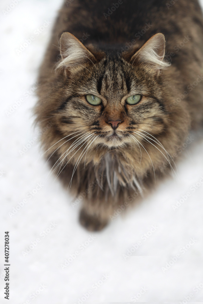 Fluffy cat siting on snow