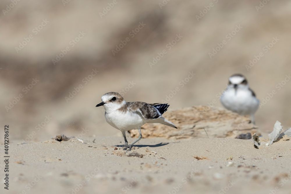 Male kentish plover bird, on the beach Male kentish plover bird, on the beach