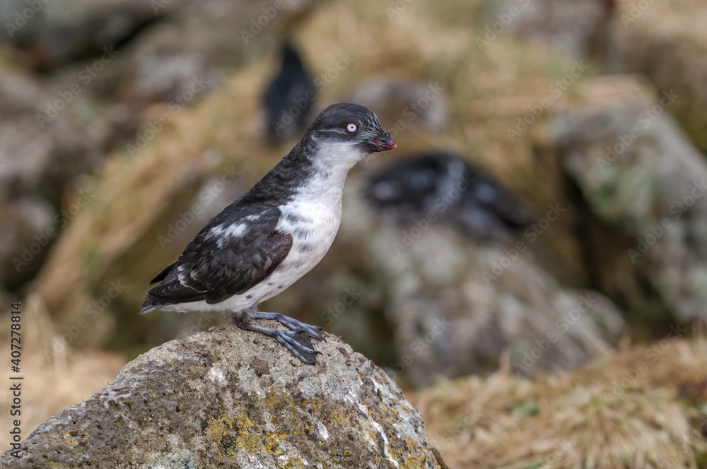 Fototapeta premium Least Auklets (Aethia pusilla) at colony in St. George Island, Pribilof Islands, Alaska, USA