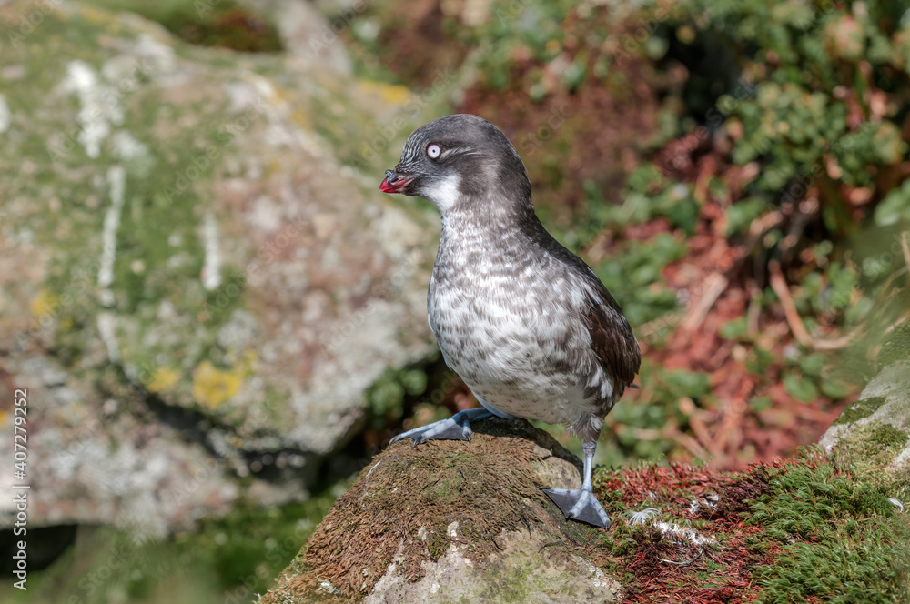 Obraz premium Least Auklet (Aethia pusilla) at colony in St. George Island, Pribilof Islands, Alaska, USA