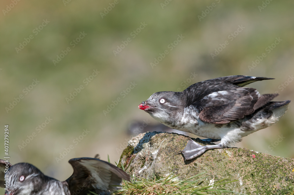 Fototapeta premium Least Auklet (Aethia pusilla) at colony in St. George Island, Pribilof Islands, Alaska, USA