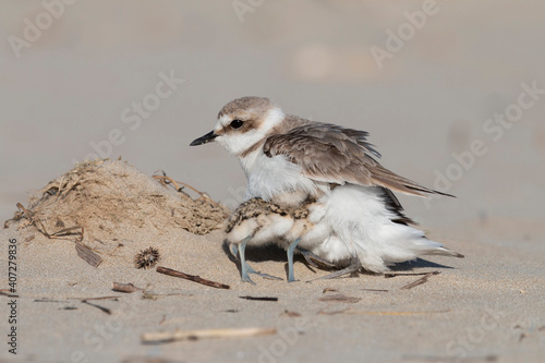 Quadro su tela kentish plover, mother and baby bird