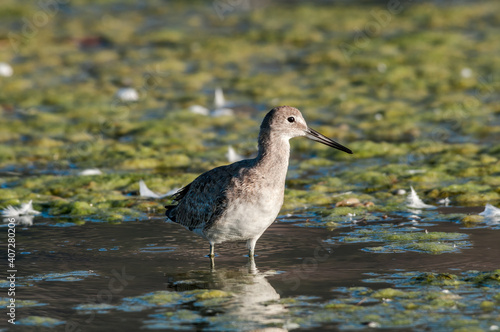 Willet (Catoptrophorus semipalmatus) in Malibu Lagoon, California, USA photo