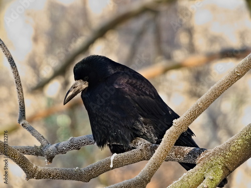 The rook (Corvus frugilegus). Blackbird on a branch in winter scenery (in Polish: Gawron)