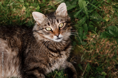 cat lying on the grass. gray cat with beautiful eyes.