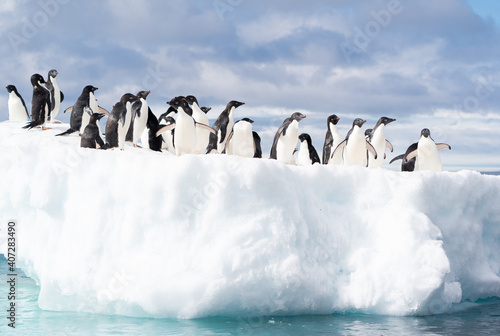 Adelie Penguins Gather on an ice floe near Brown Bluff on the Antarctic Peninsula