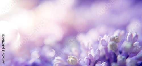 floral background with lilac and blur. Purple flowers with bokeh. Spring Banner