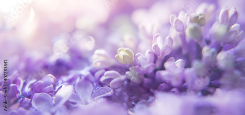 floral background with lilac and blur. Purple flowers with bokeh. Spring Banner