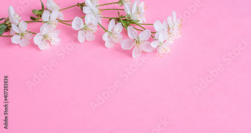 Flowers composition. Apple tree flowers on pastel pink background. Spring concept. Flat lay, top view, copy space