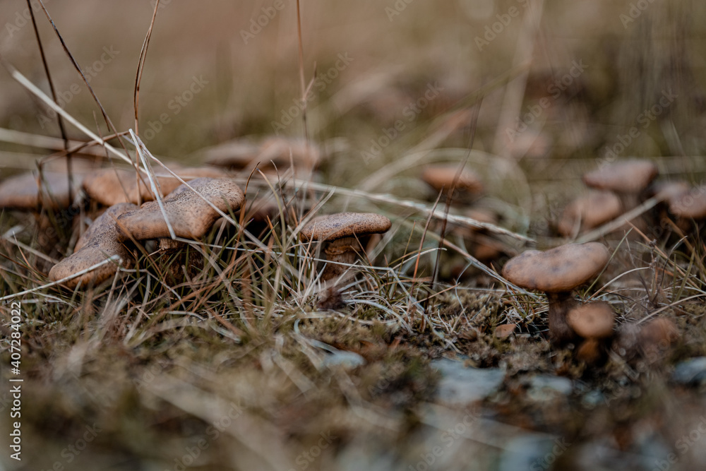 Wild mushrooms in grass in Norway Wild mushrooms in grass in Norway