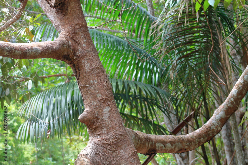 Fototapeta premium tree in the jungle