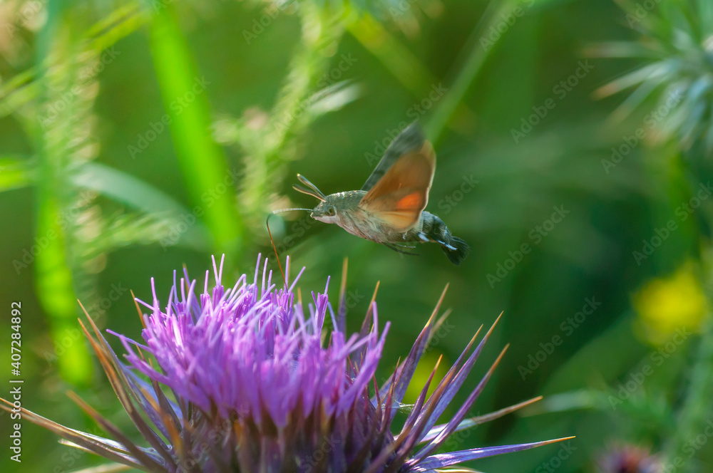 Fototapeta premium Hummingbird hawk-moth hovering over a flower (Macroglossum stellatarum).