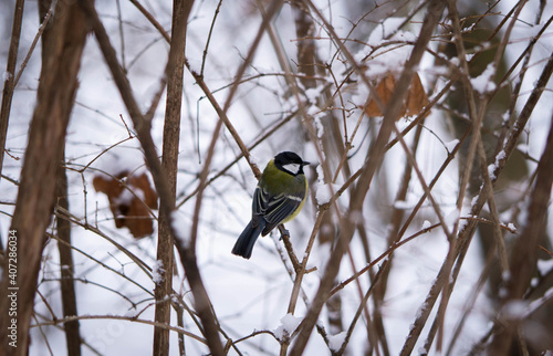 titmouse on a snow-covered branch in winter, good winter day