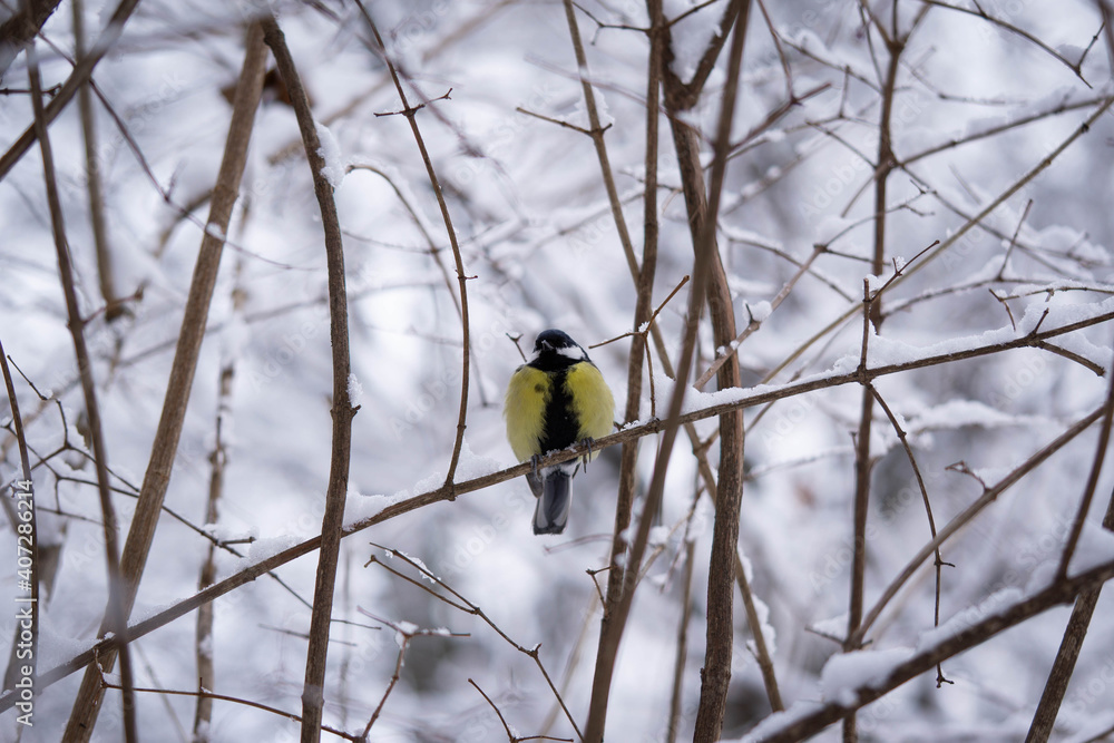 titmouse on a snow-covered branch in winter, good winter day titmouse on a snow-covered branch in winter, good winter day
